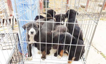 Food donation appeal for abandoned Romanian pups
