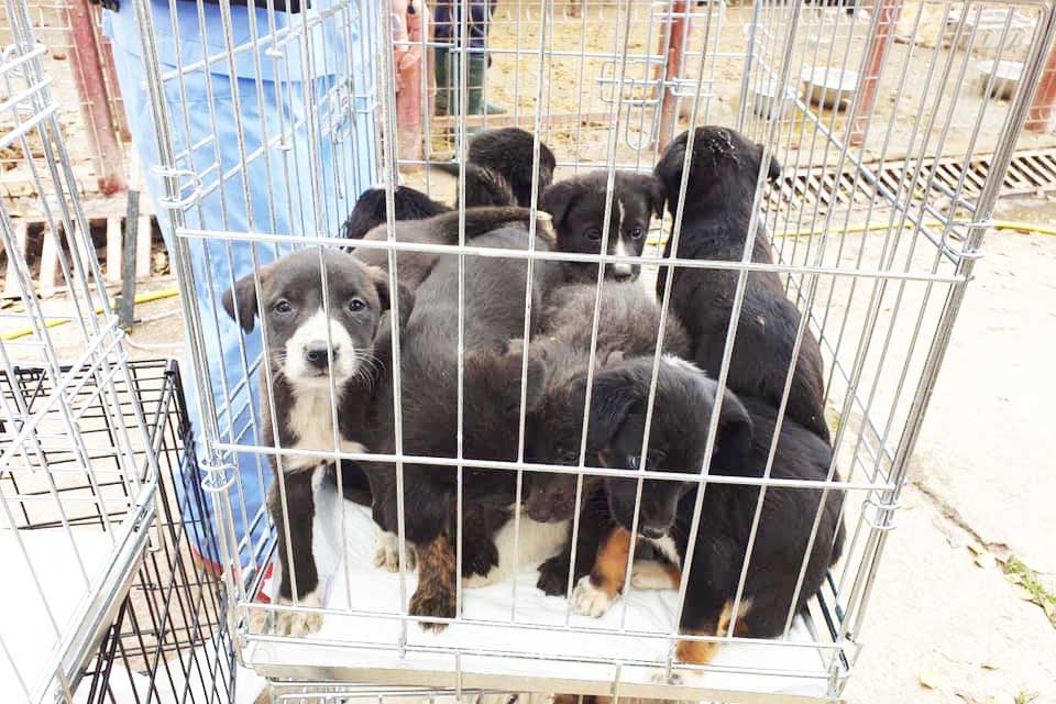 Food donation appeal for abandoned Romanian pups