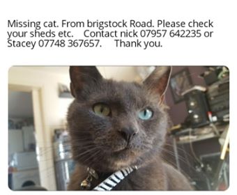 Help find missing cat